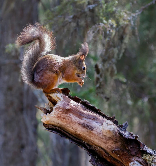 a squirrel is on top of a tree limb