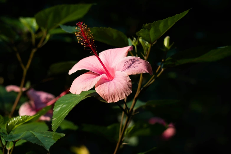 pink flower blooming in the sunlight on a tree