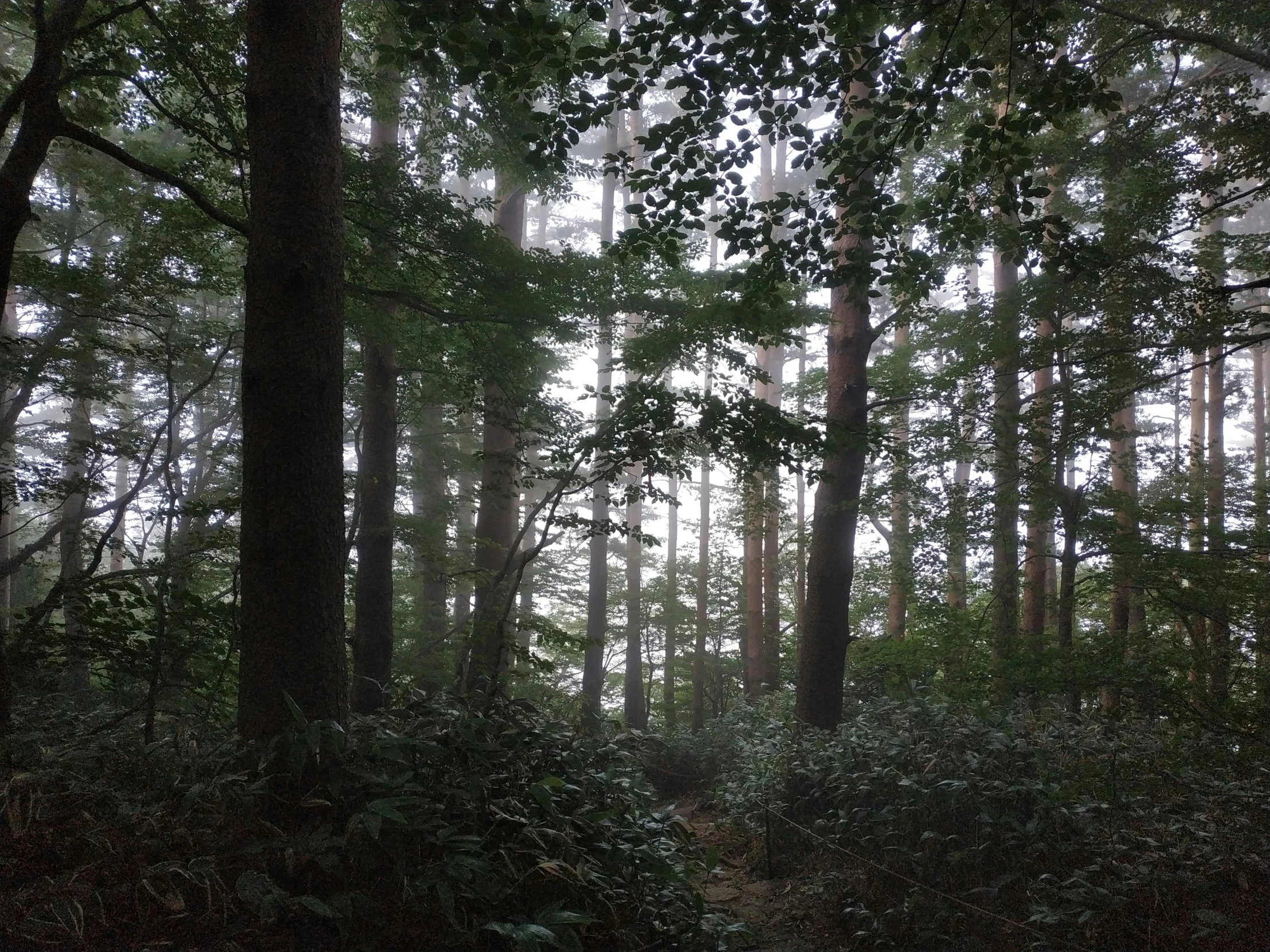 there is a bench in the forest near many trees