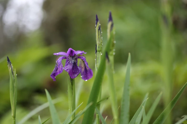 purple flower on a plant in a garden