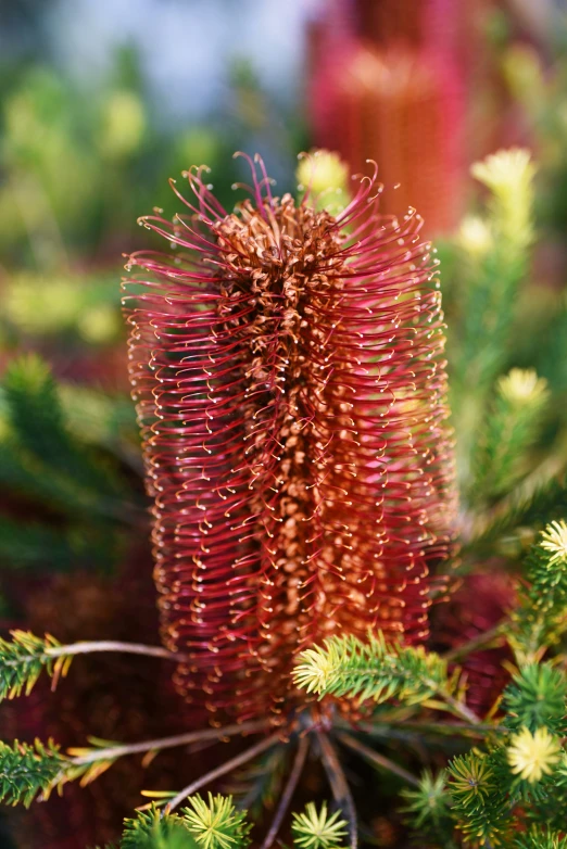 a plant that has long spikes on it