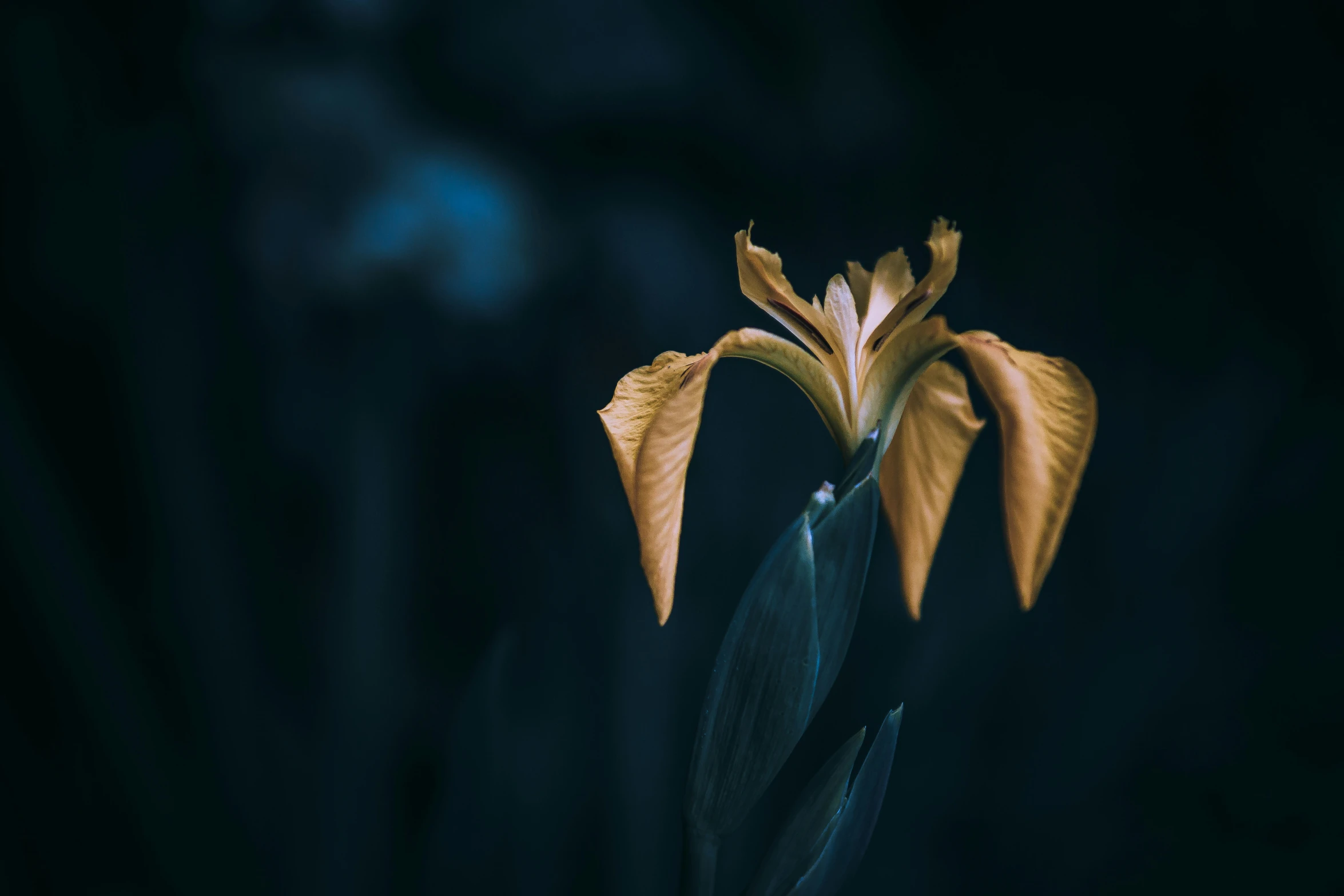 a yellow flower with very thin stems in its center