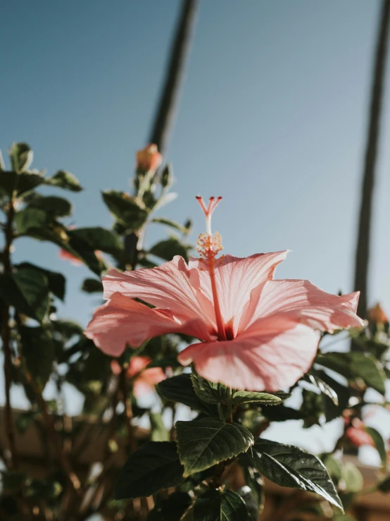 a single pink flower grows on some green plants