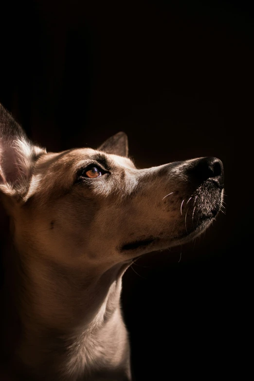 an adorable brown and white dog looks up