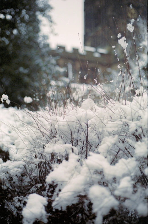 flowers in snow that are surrounded by some bushes