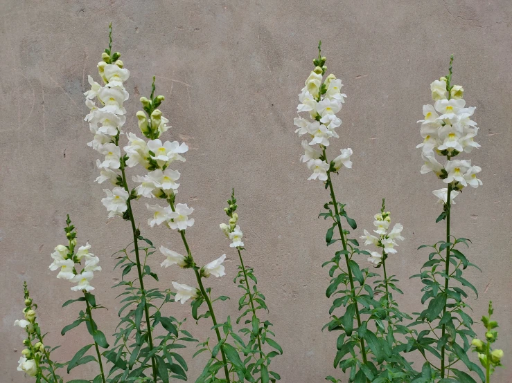 three tall flowers are growing against a wall