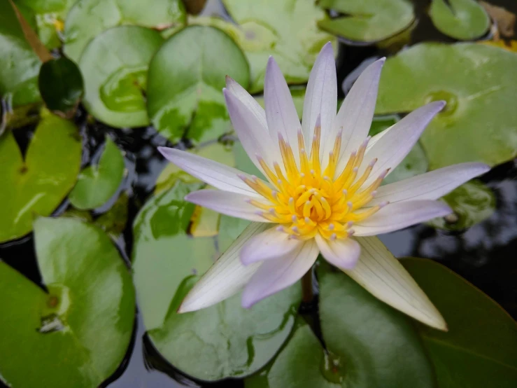 a yellow and white flower floating on top of a pond