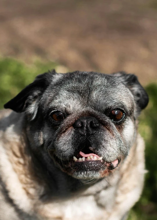 this is a small dog outside on grass