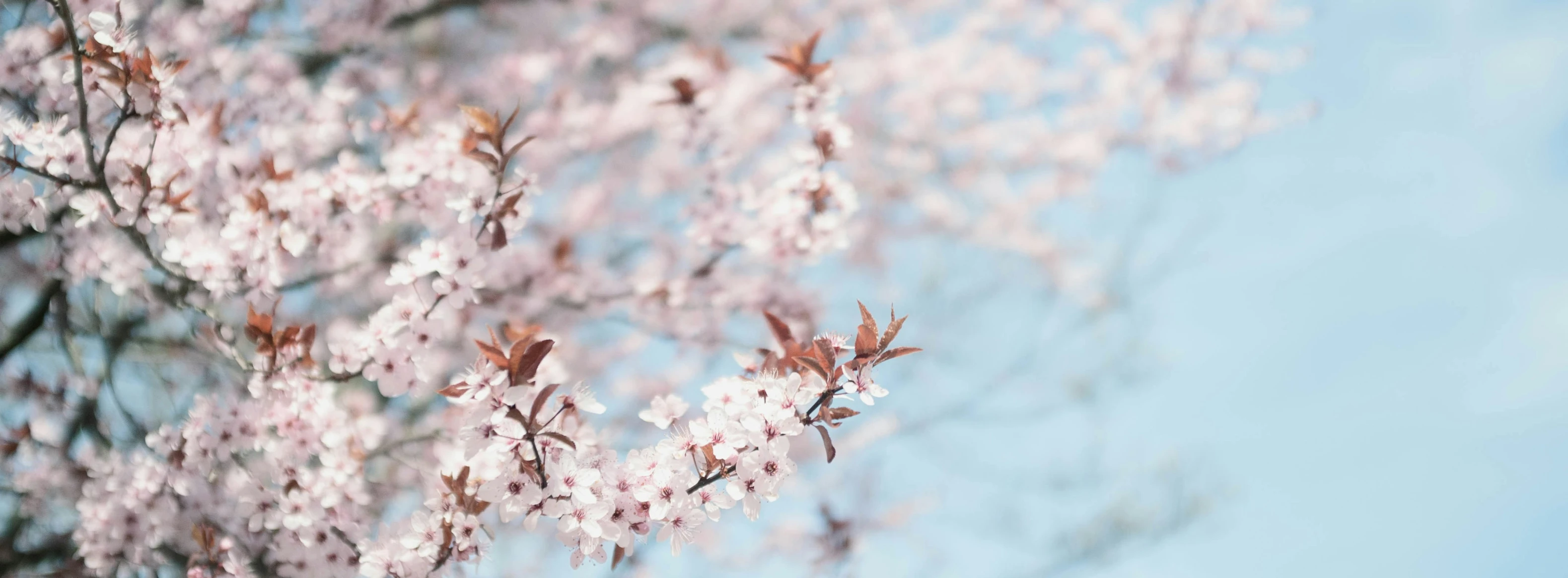 blurry flowers of a cherry blossom tree