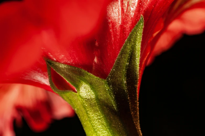 there is a very large red flower that looks like it has a thin stem