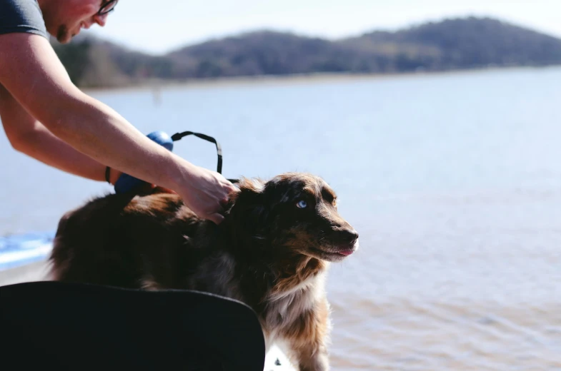 a person holds the straps to a dog's head