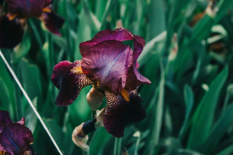 a bunch of purple flowers that are by grass