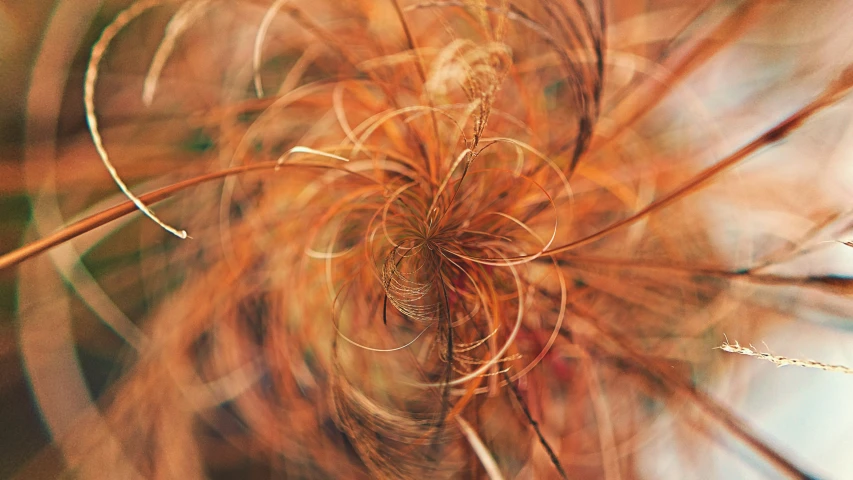 a brown flower is pographed against a blue sky