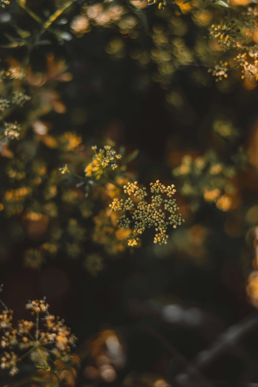 small orange flowers that are growing near a tree