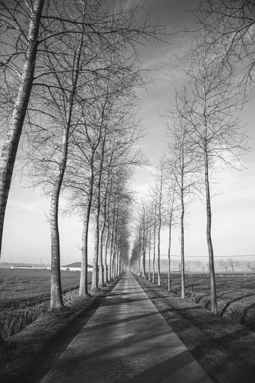 an empty dirt road leading to trees with leaves