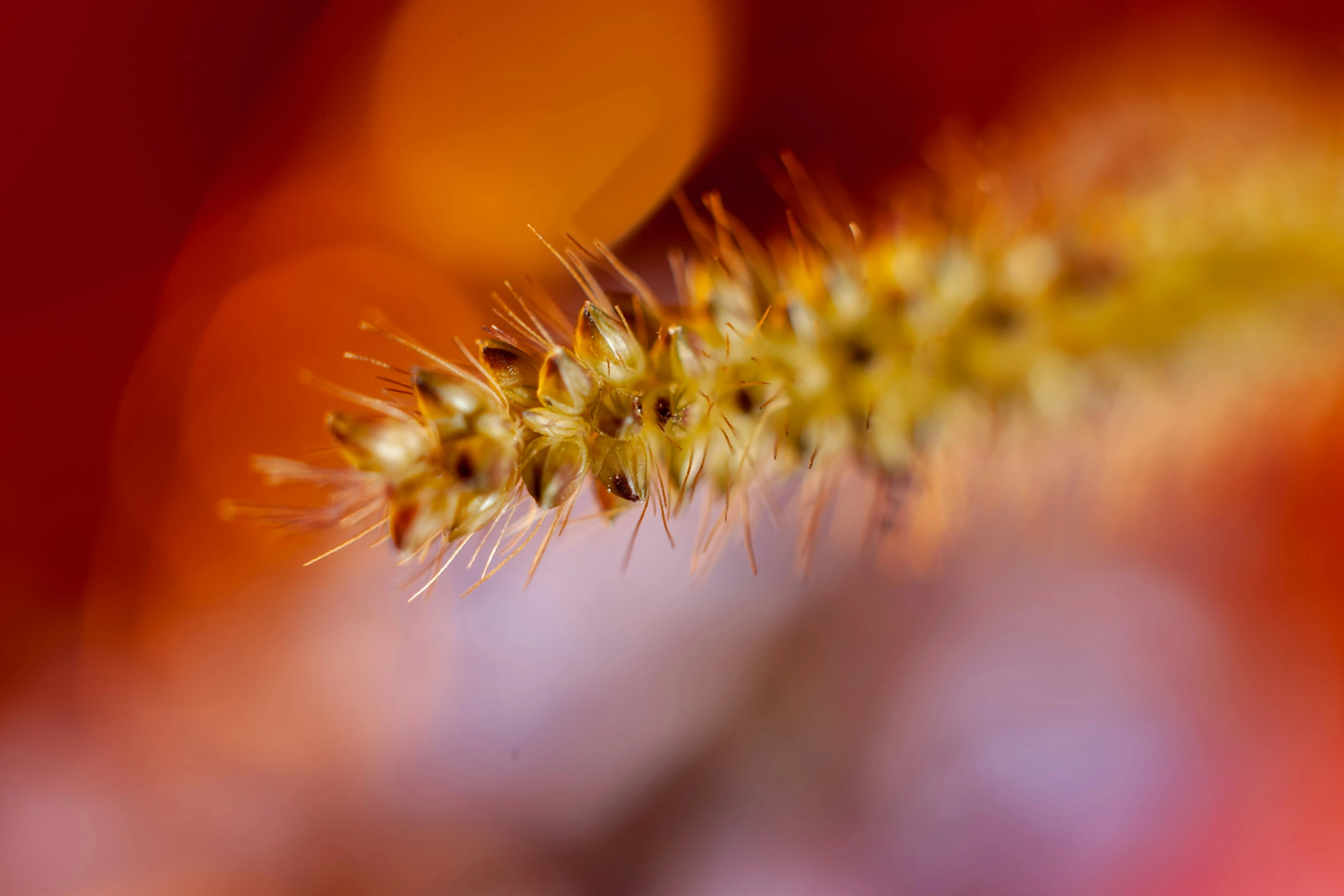 closeup of some yellow flowers on the end of a plant