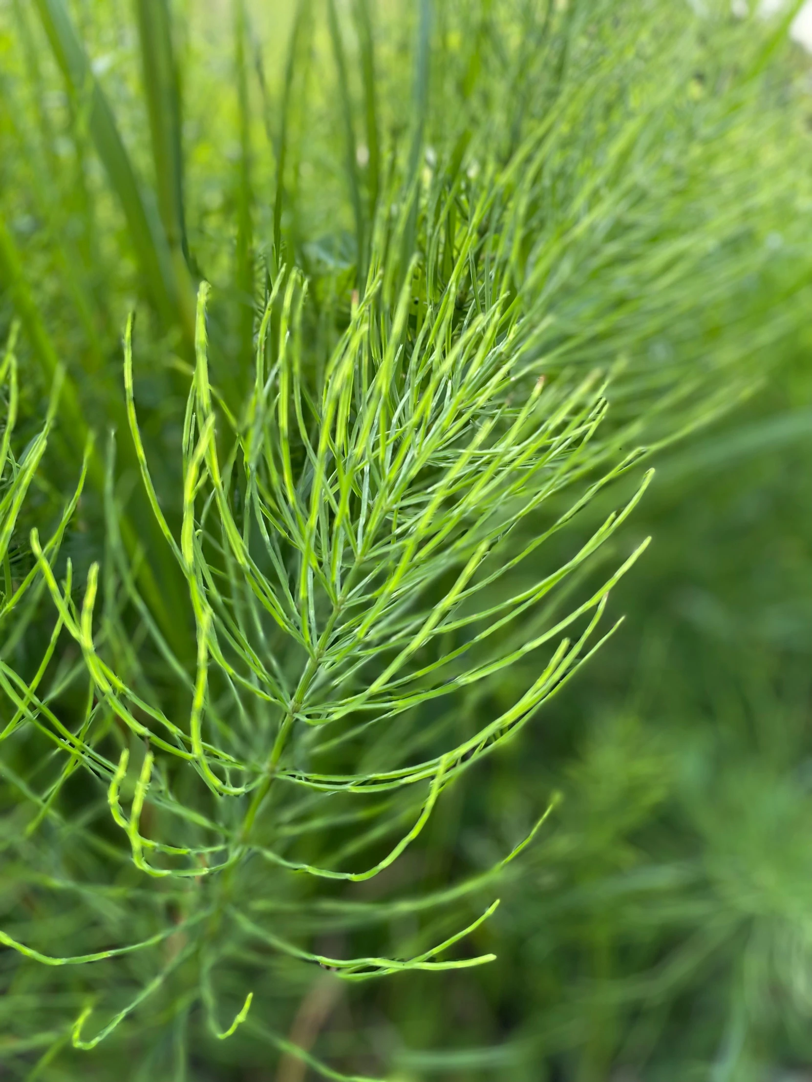 the green plant has long thin needles