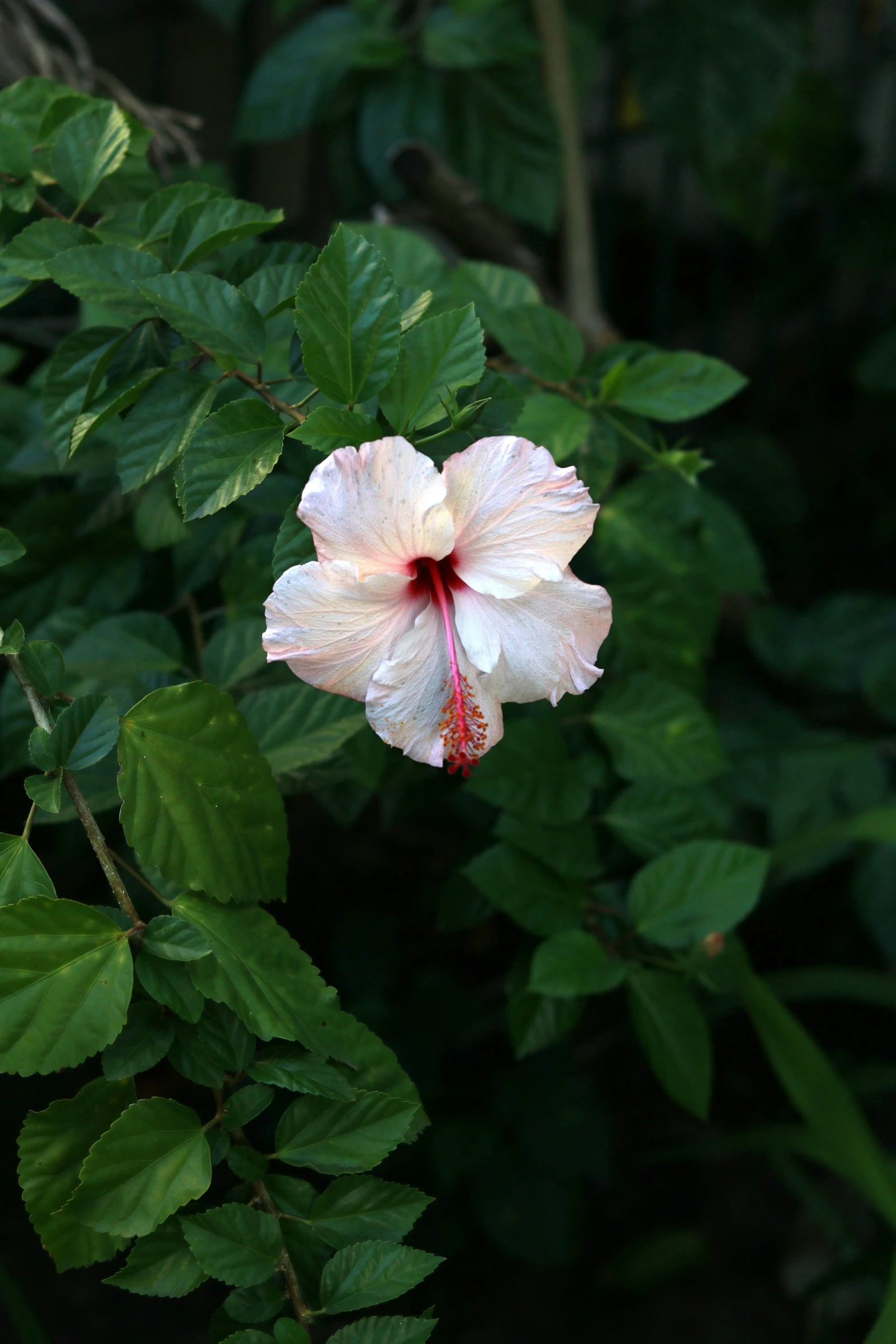 a flower with water droplets is growing between some nches