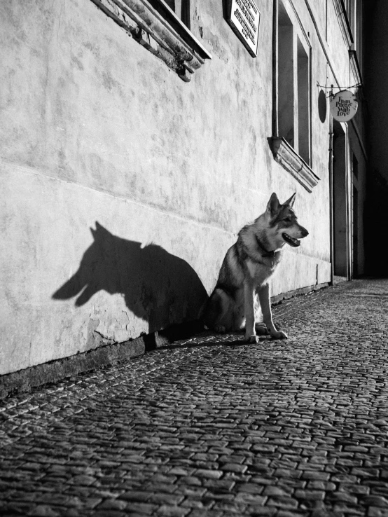 the shadow of a dog on a stone sidewalk