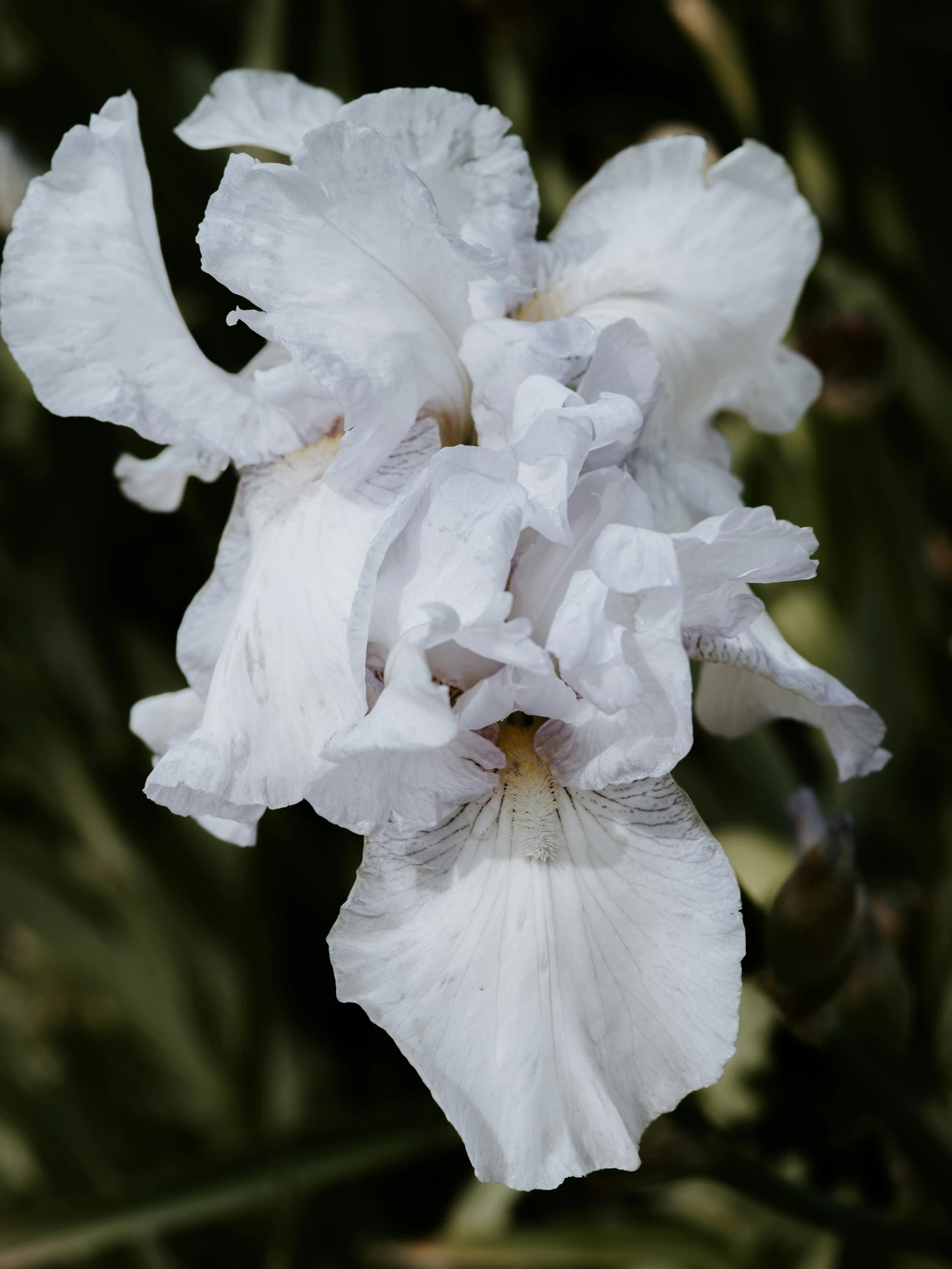 white flower with purple centers on it in a garden