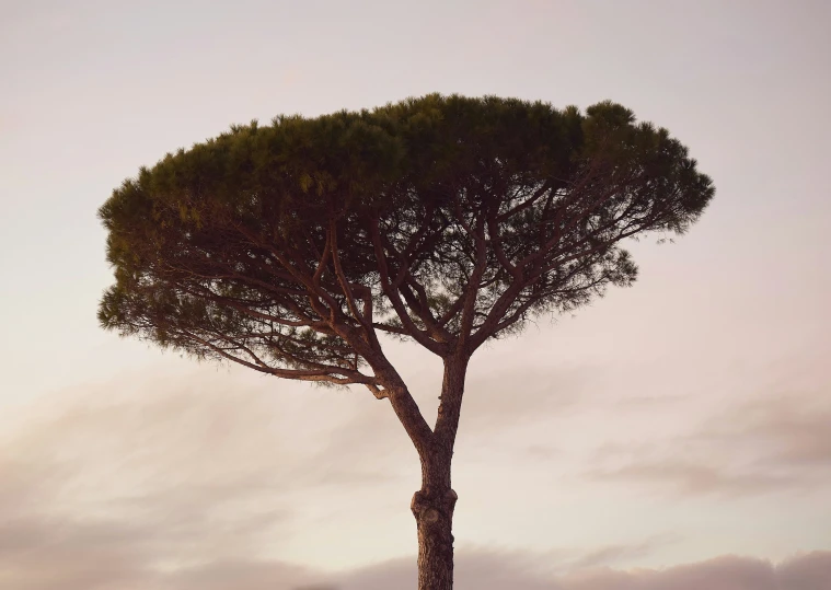 a tree in the middle of an empty field