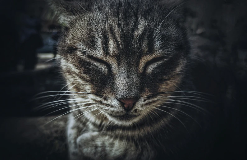 a grey black and white cat is staring intently