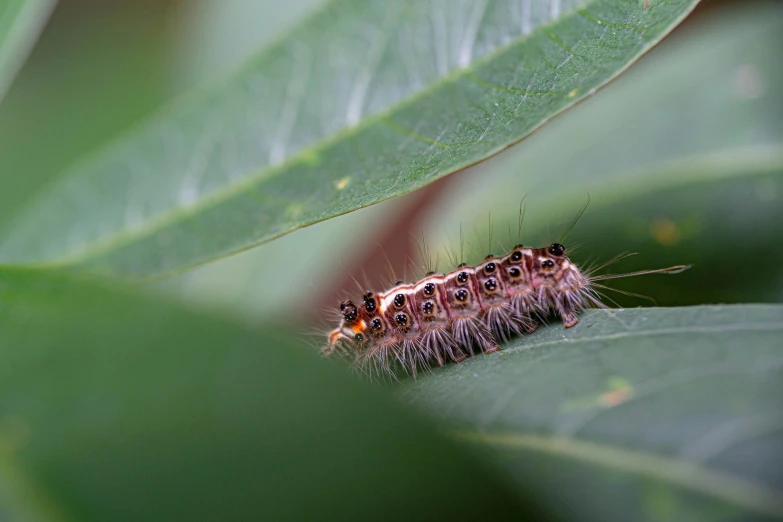 a close up po of a caterpillar on the underside of a leaf