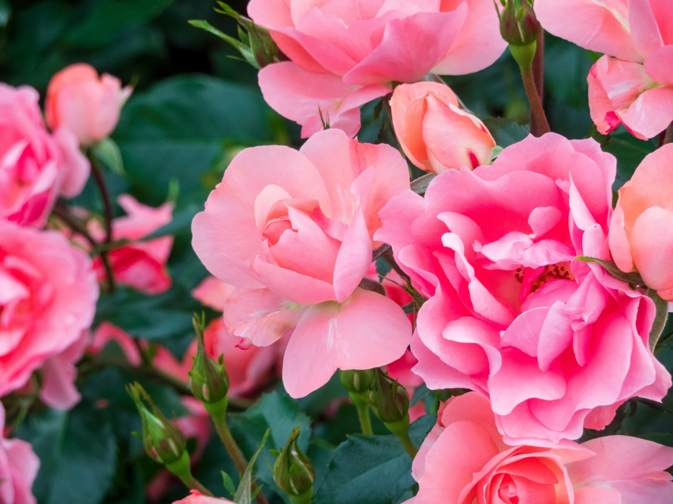 pink roses that are in the middle of some leaves