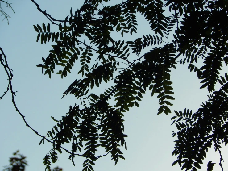 looking up at a leafy tree with blue skies