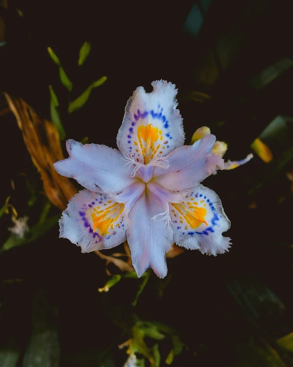 a close up s of a flower with yellow and purple designs