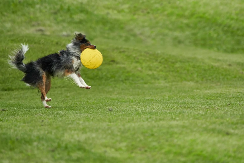 the dog is running to catch the frisbee