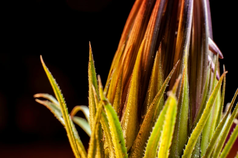 a very closeup view of some type of plant