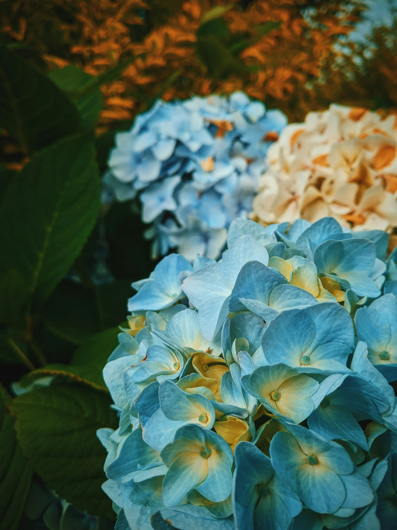 two very pretty blue and one green flowers