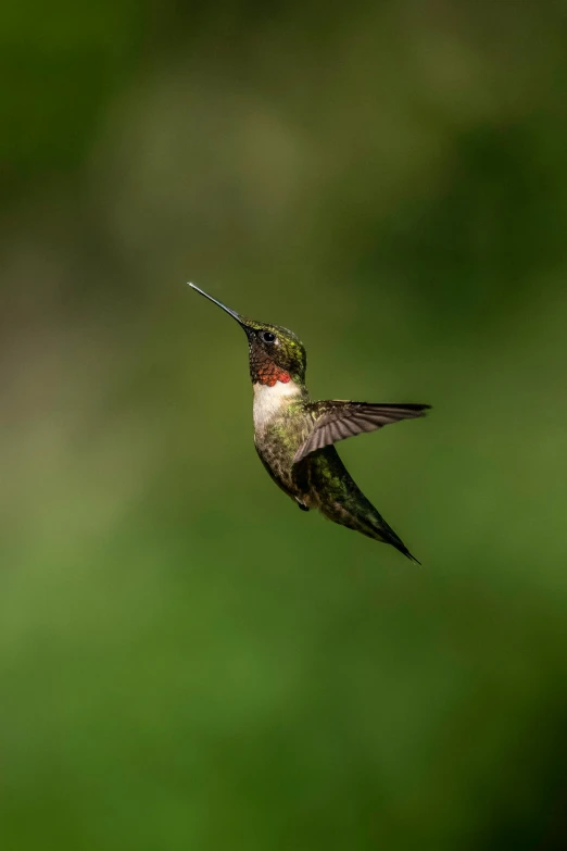 a hummingbird hovering on some green plants