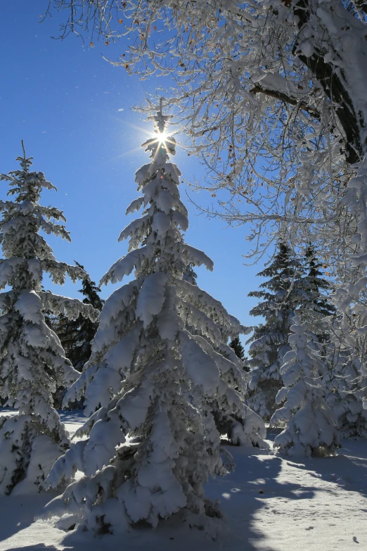 a bright sun is shining brightly in a snowy field