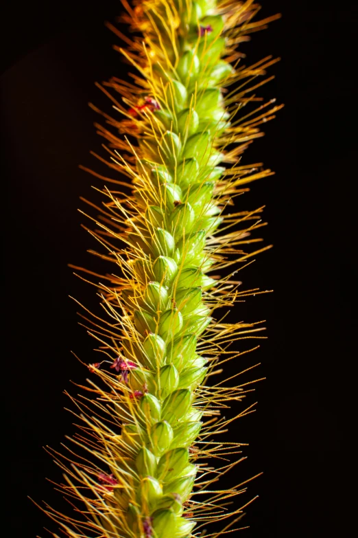 this is an extreme closeup picture of a plant