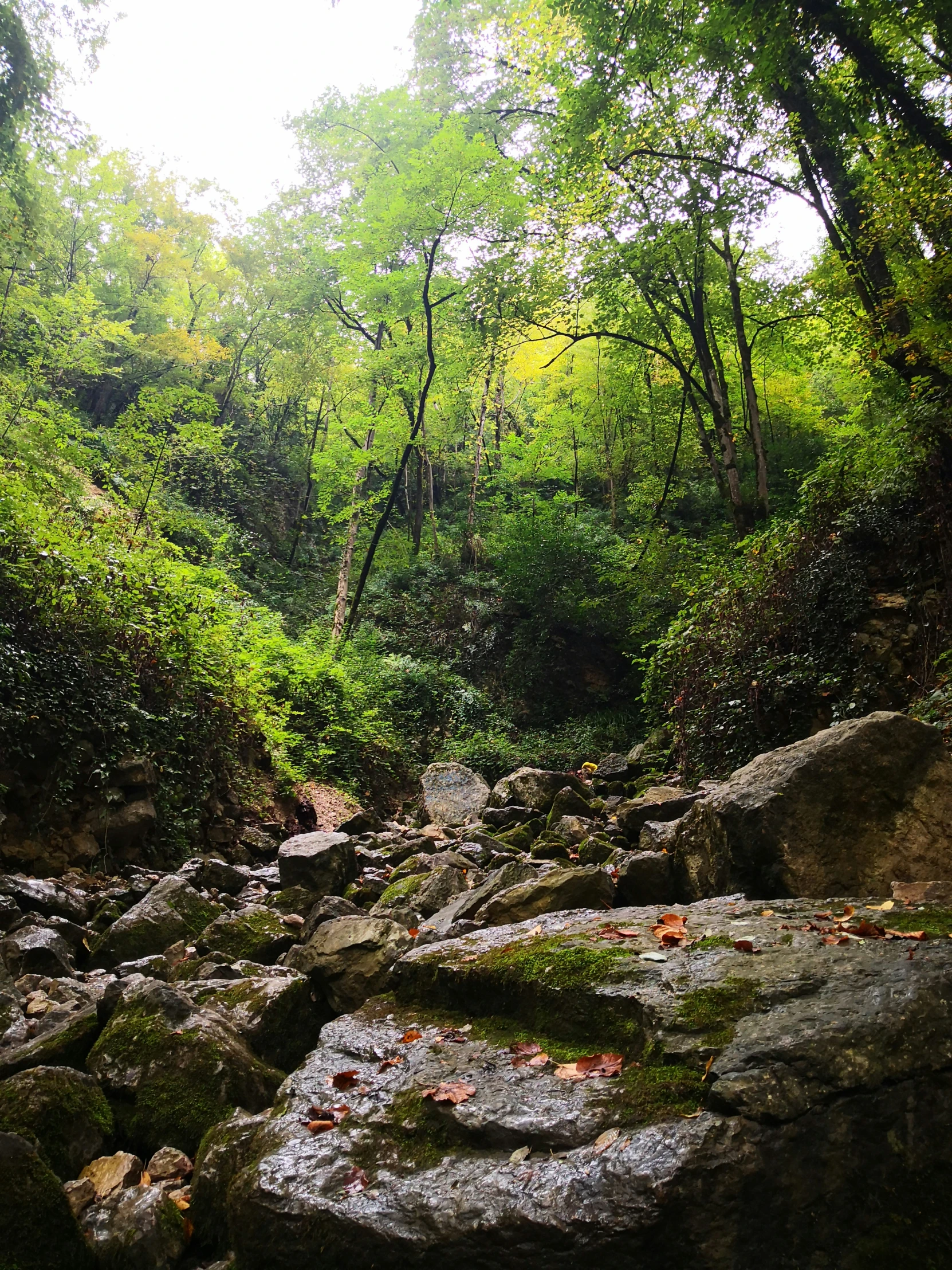 the rocks are covered with moss in the woods