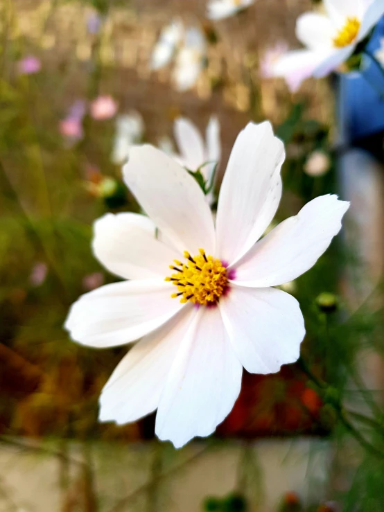 flowers are shown with the reflection of a person behind them
