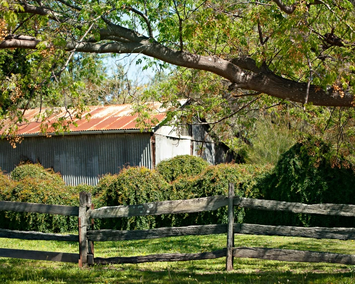 horse grazing under a big tree in an enclosed area