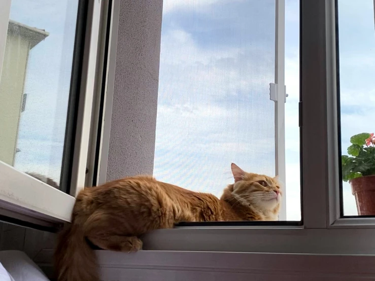 a cat sitting in the window sill staring outside