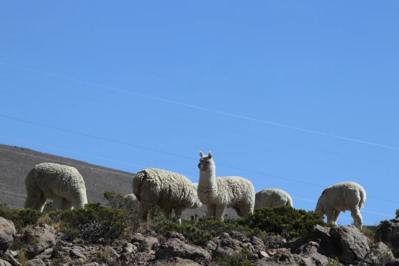 four white alpacas stand atop the rocky terrain