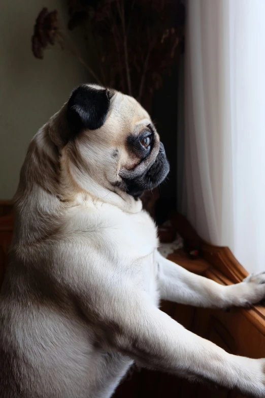 a brown and black dog sitting on top of a window sill