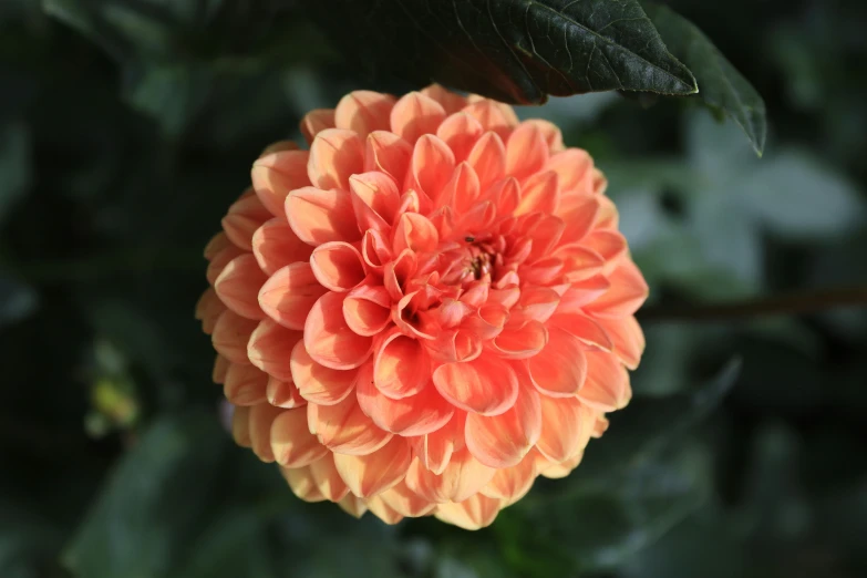 this is an orange flower sitting on the plant