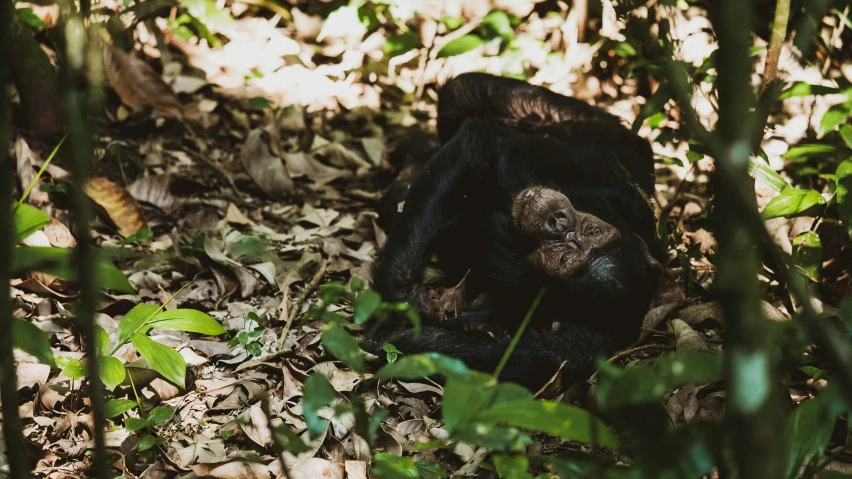 a monkey laying in the grass surrounded by leaves