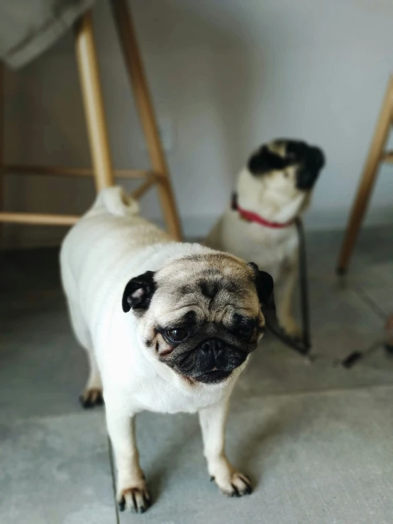 two small pugs standing around in front of some chairs