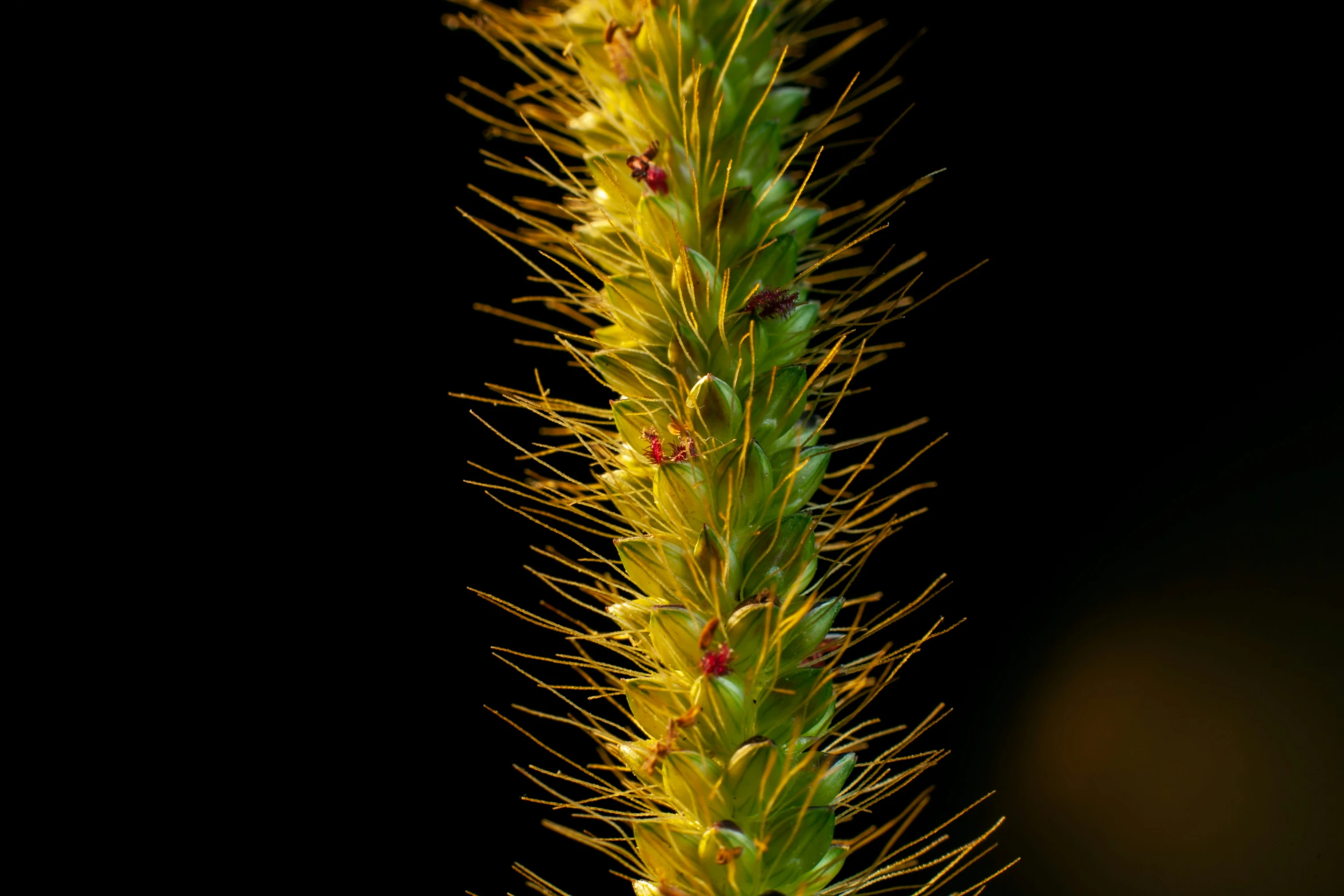 a very pretty yellow flower with some small red tips