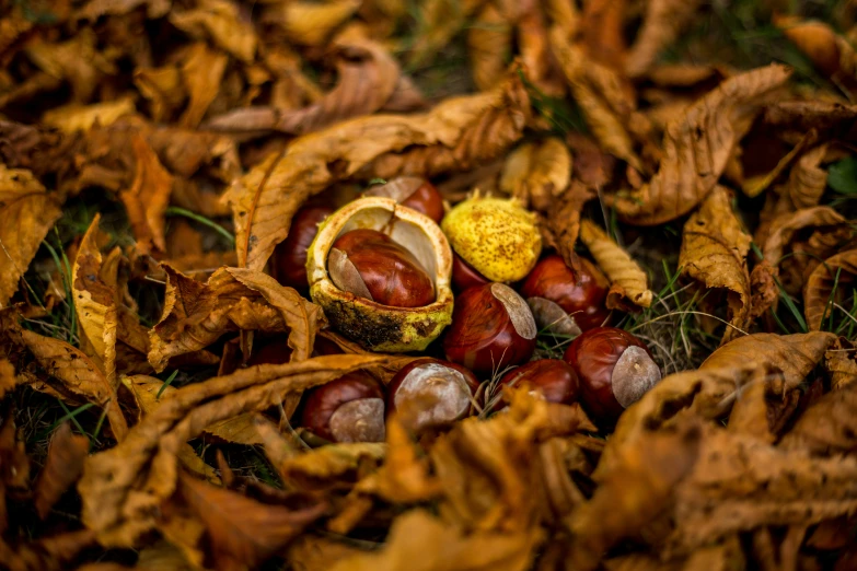 a close up of a banana peel laying on some leaves