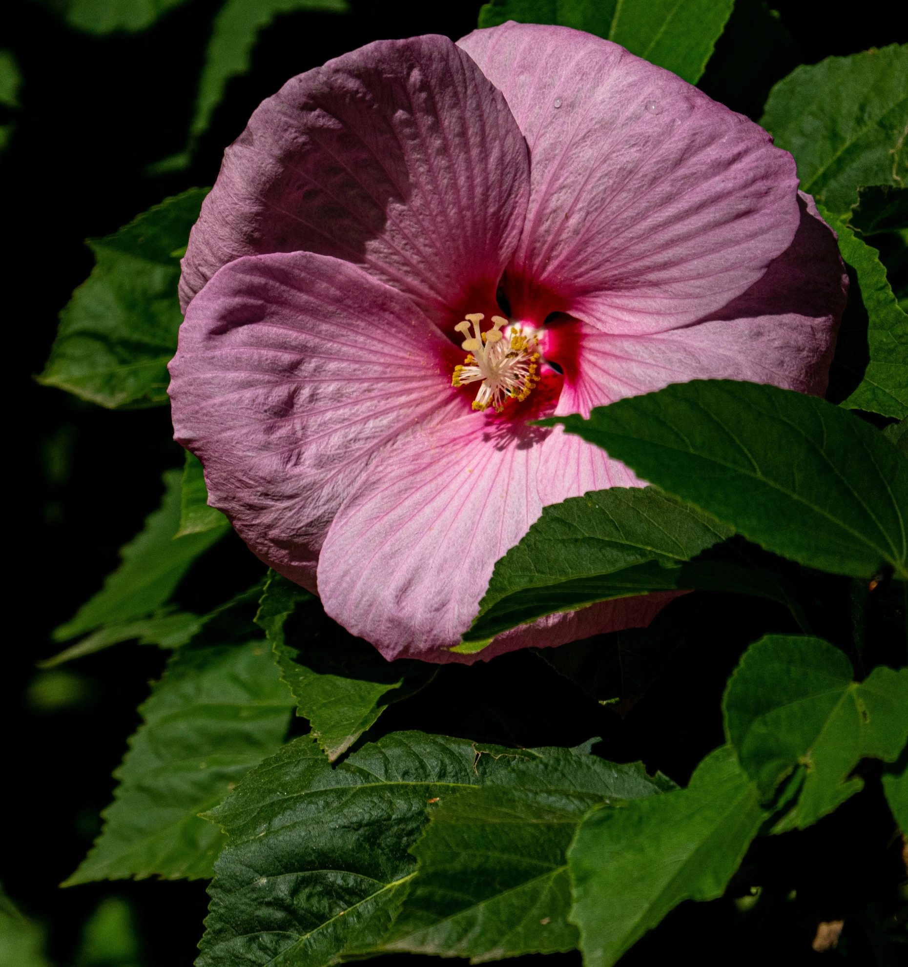 a flower with some green leaves around it