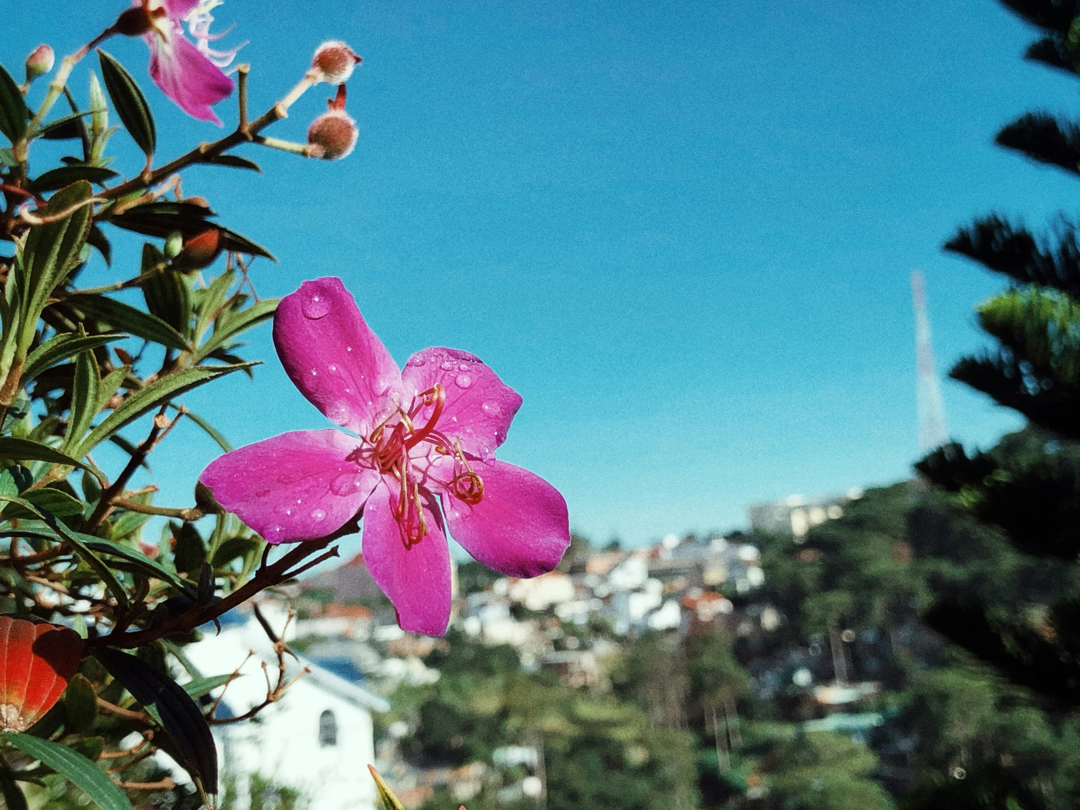 a pink flower sitting on top of a tree