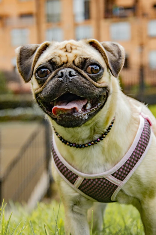 this is a dog wearing a leash outside